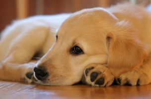 Puppy laying on hardwood floor