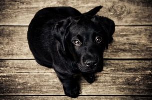 Puppy on hardwood looking up