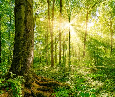 Clean Forest with Sunshine