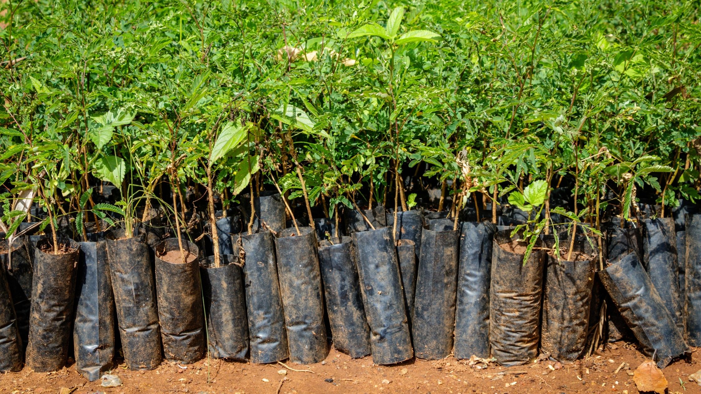 Trees about to be planted for reforestation