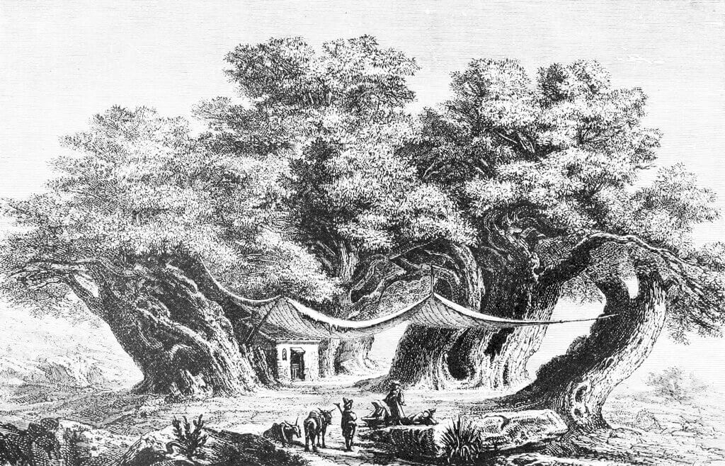 Largest chestnut tree drawing