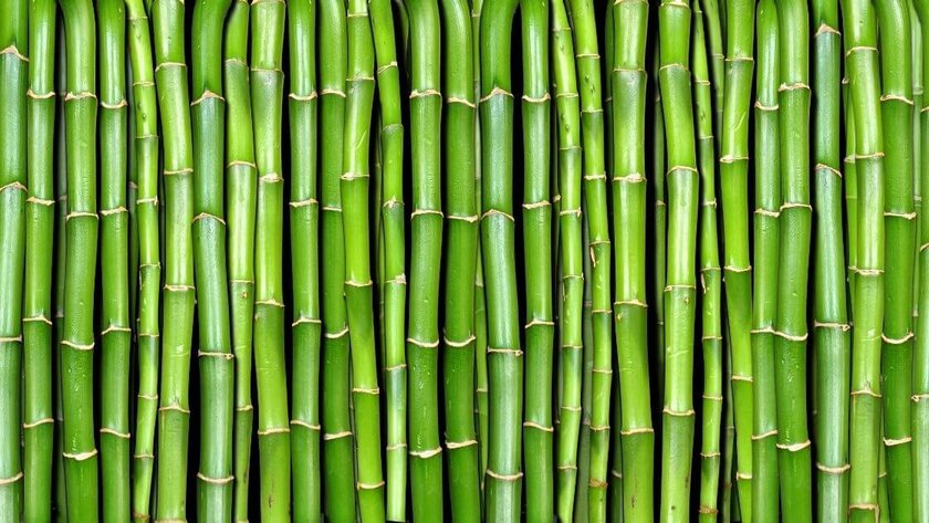 Green Bamboo